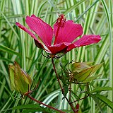 Hibiscus_coccineus .jpg